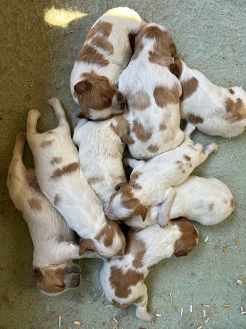 chiot Epagneul Breton Des Futaies Du Plessis