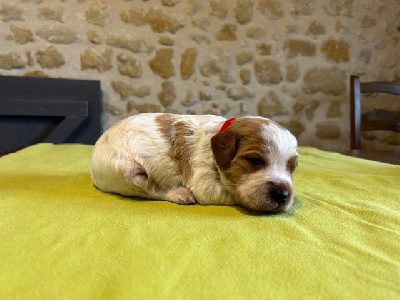 CHIOT (4 collier rouge )