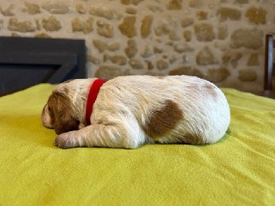 CHIOT (4 collier rouge )