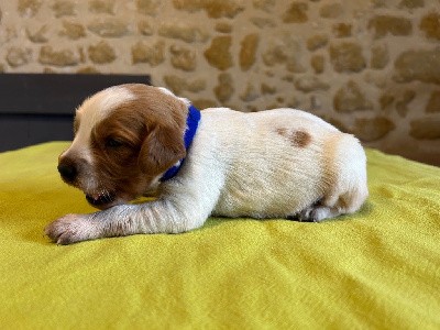 CHIOT 3 (collier bleu)