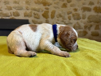 CHIOT 3 (collier bleu)