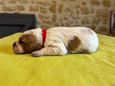 CHIOT (4 collier rouge )