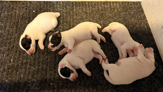 Portée de salsa