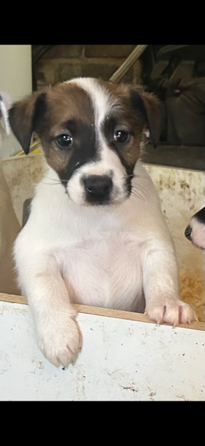 Des Futaies Du Plessis - Chiots disponibles - Fox Terrier Poil lisse