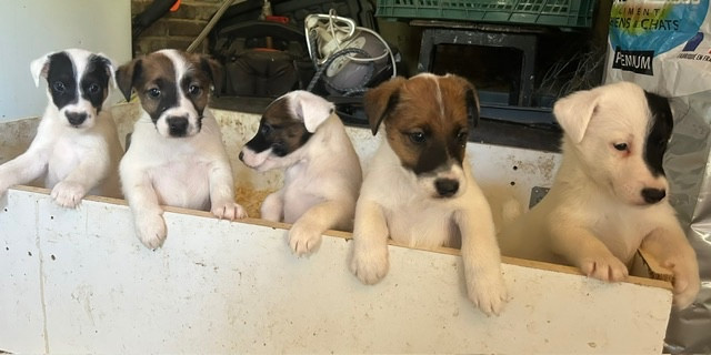 Des Futaies Du Plessis - Fox Terrier Poil lisse - Portée née le 02/07/2026