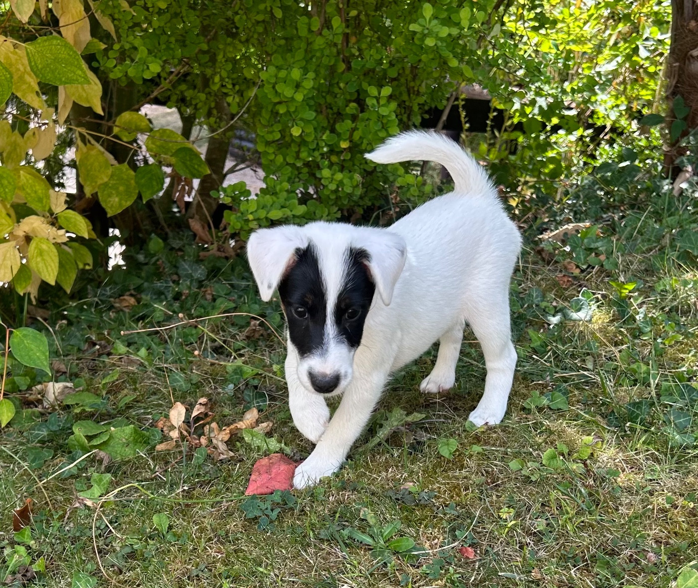 Des Futaies Du Plessis - Chiots disponibles - Fox Terrier Poil lisse