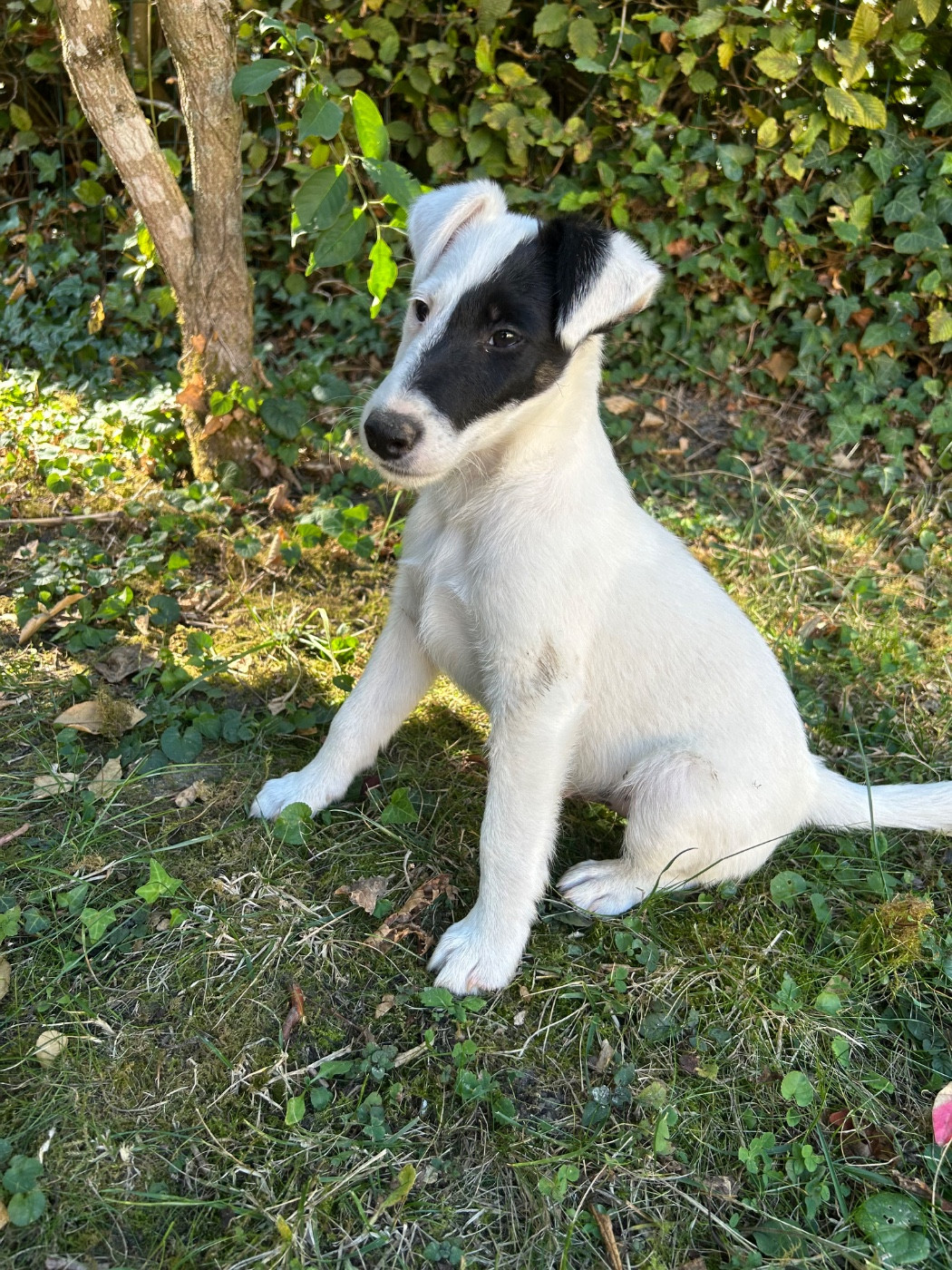 Des Futaies Du Plessis - Chiots disponibles - Fox Terrier Poil lisse