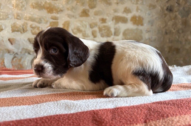 Des Futaies Du Plessis - Chiots disponibles - English Springer Spaniel