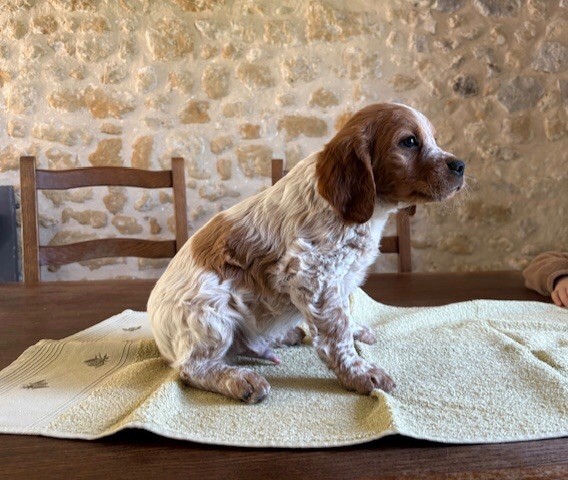 Des Futaies Du Plessis - Chiots disponibles - Epagneul Breton