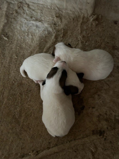 Chiot Fox Terrier Poil lisse Des Futaies Du Plessis