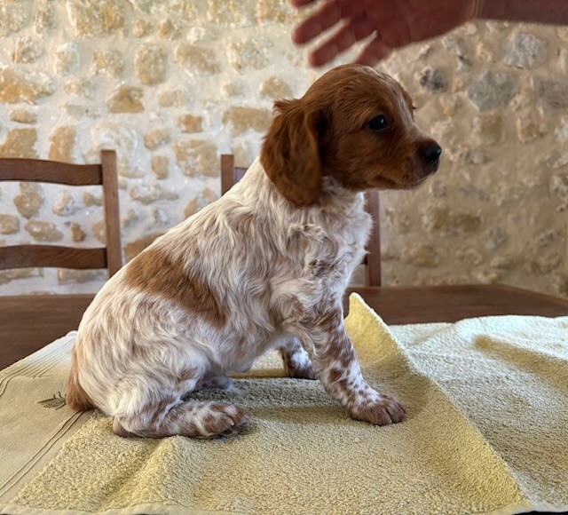 Des Futaies Du Plessis - Chiots disponibles - Epagneul Breton