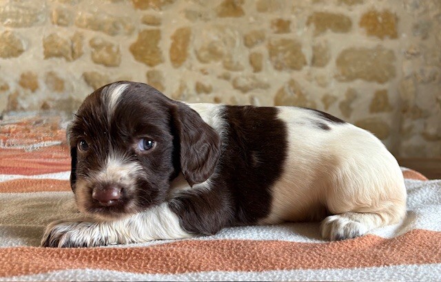Des Futaies Du Plessis - Chiots disponibles - English Springer Spaniel