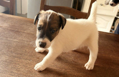 Chiot N°1