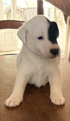 Chiot N°2