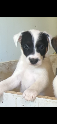 Chiot N°3