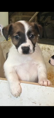 Chiot N°4