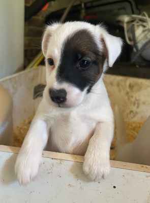 Chiot N°5