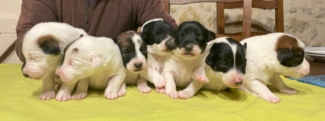 Des Futaies Du Plessis - Fox Terrier Poil lisse - Portée née le 11/01/2021
